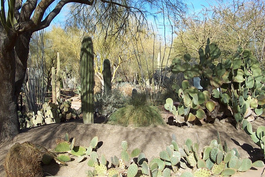 Ethel M Chocolates & Botanical Cactus Garden