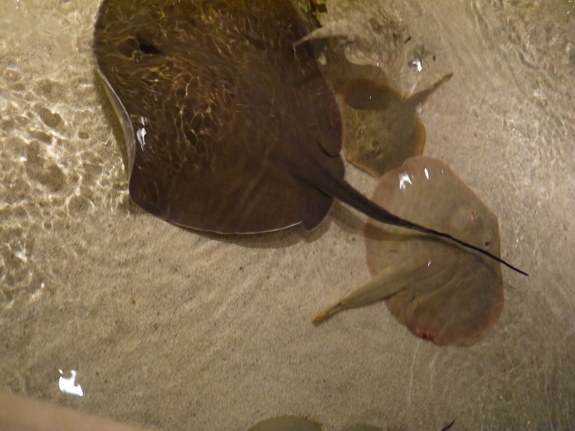 Shark Reef Aquarium